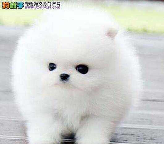 我家的博美犬总吃便便应如何改正过来