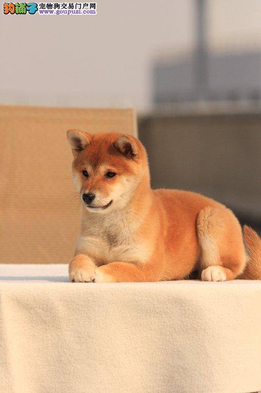 我家柴犬不吃饭是怎么回事