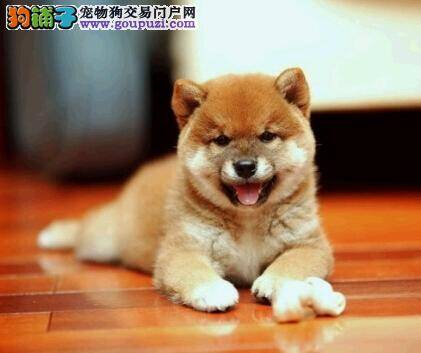 掌握正确补钙方法 远离给柴犬补钙的误区