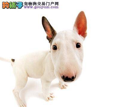 给牛头梗做自主体检的操作步骤和方法