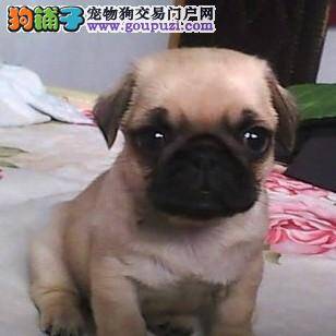 不知道怎么回事，巴哥犬喝水都吐了