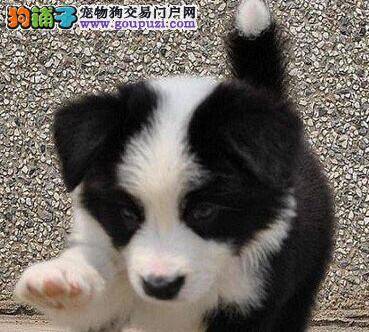 怎样更好的了解边境牧羊犬的肢体语言