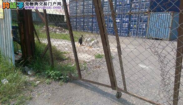 黑狗惨死在路边 肚子上的皮被切下