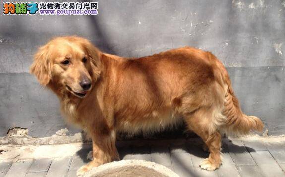 金毛犬中暑怎么办 治疗金毛寻回犬中暑的方法