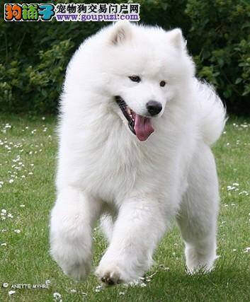纯种萨摩耶幼犬的特点和性情