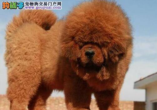 藏獒骨折了吃点什么食物好