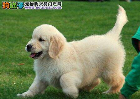 怎样才能知道金毛犬是不是健康的狗狗