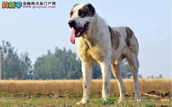 中亚牧羊犬的价格 中牧的性格