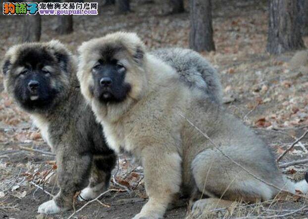 高加索犬呕吐，没力气精神不好是怎么了，怎么办