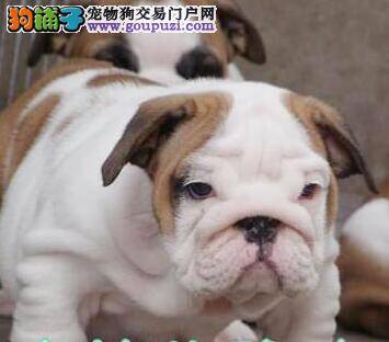 营养均衡是斗牛犬保持身体健康的关键