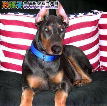 不到两个月的杜宾犬一顿吃多少狗粮