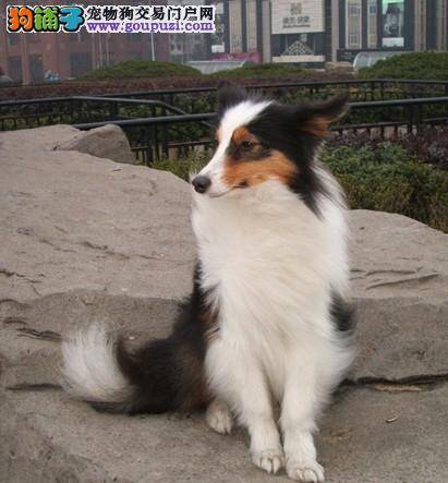 喜乐蒂犬很没精神是生病了吗