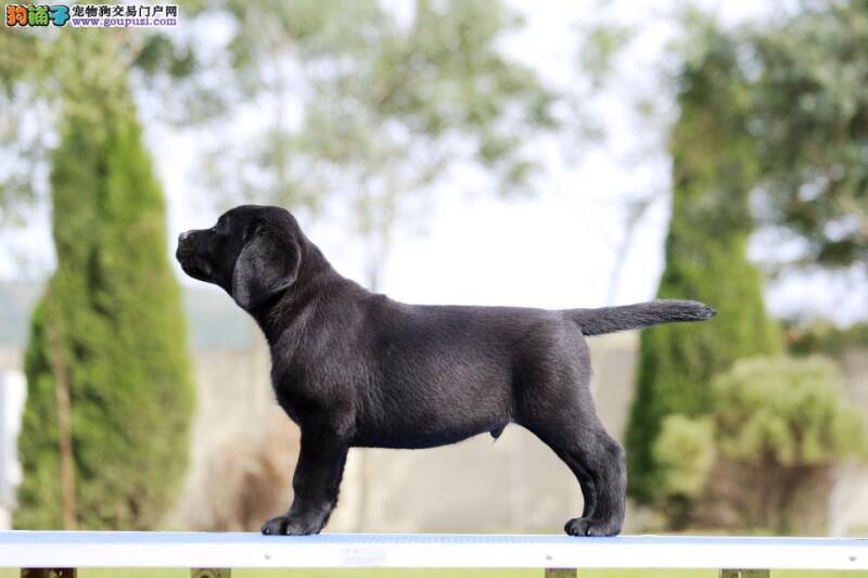 拉布拉多犬的选购需要关注外貌特征