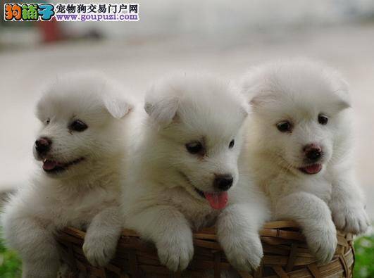 如何不要让银狐代替了你的萨摩耶