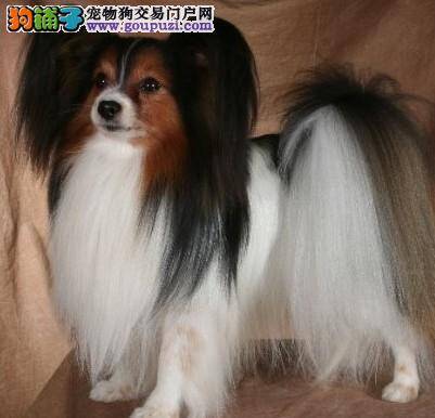如何定期的给蝴蝶犬补充不同的营养