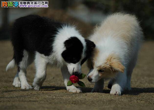 调教很艰辛 如何让边境牧羊犬学会捡东西技能