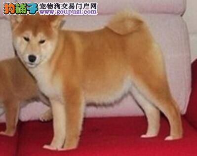 给秋田犬穿衣服有哪些讲究