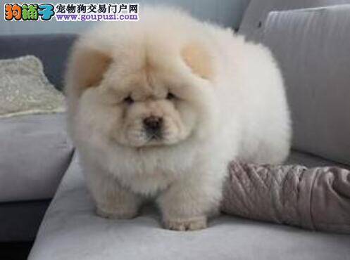 形态决定优劣 什么样的松狮犬才是最优秀的