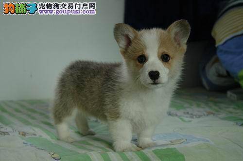 柯基犬腿老抽筋是因为缺钙吗