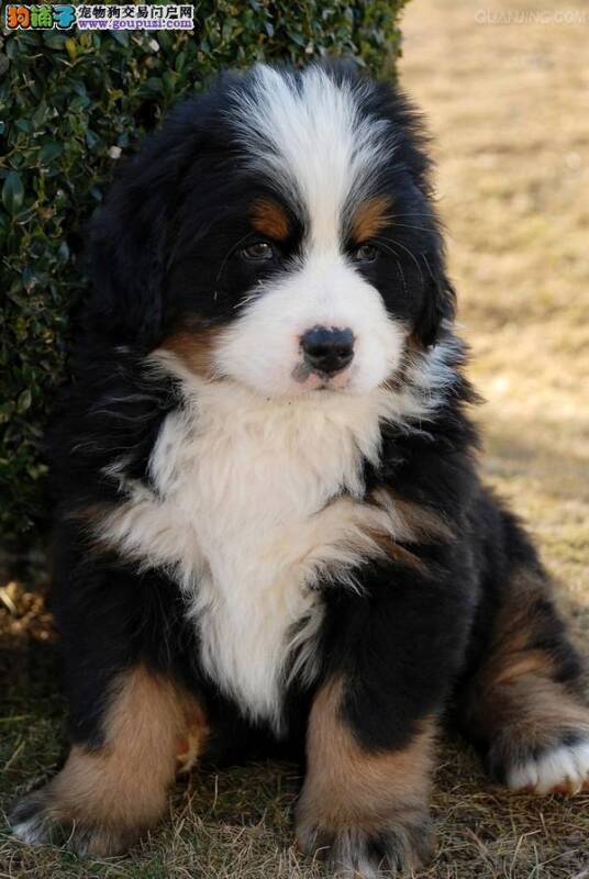 我家伯恩山犬嘴边溃烂是真菌感染吗