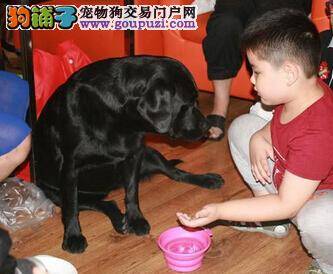导盲犬珍妮过六周岁生日 希望大家可以接受它