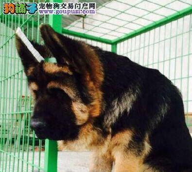 初次购买德国牧羊犬应该懂得的购买知识