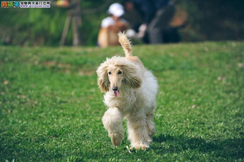 阿富汗猎犬呕吐拉肚子带血请医生帮忙看看