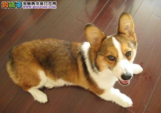 买柯基犬就要看它的服从性