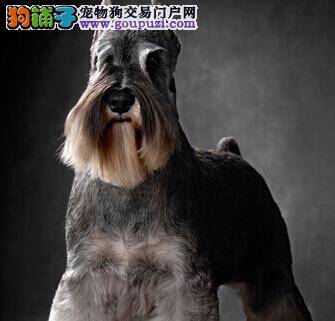 选购才是最重要的 挑选雪纳瑞应从哪些方面入手