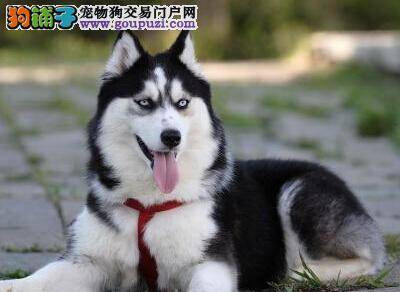 阿拉斯加犬出现体味的原因及来源