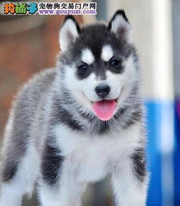 怎样教哈士奇定点上厕所，求解答