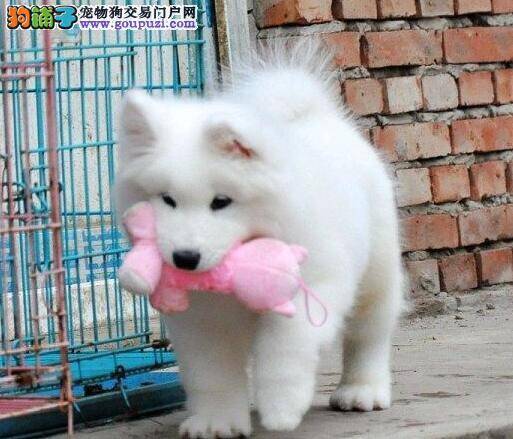 爱萨摩耶从护理牙齿开始