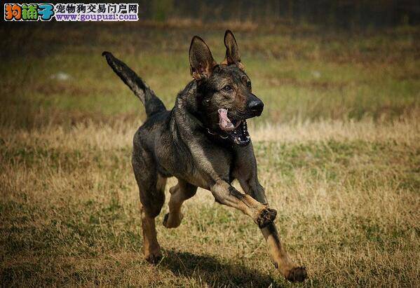 哺乳期昆明犬饲养要求及患乳腺肿瘤的征兆