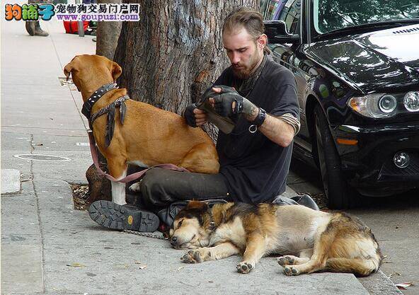 7只唐狗幼犬被丢弃在路边  狗义工：好过分