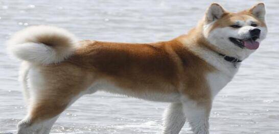那么多人喜欢秋田犬是有原因的