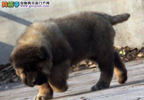 高加索犬不肯吃狗粮，谁有解决方案