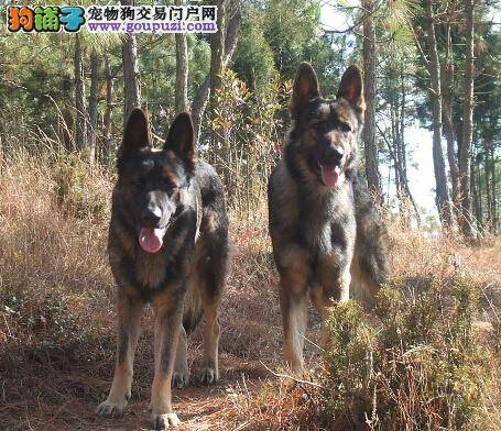 黄金季节 怎样给昆明犬洗澡更科学