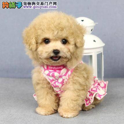 在购买泰迪犬之前主人必须要了解的事情