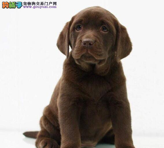 拉布拉多犬肛门红肿是怎么回事