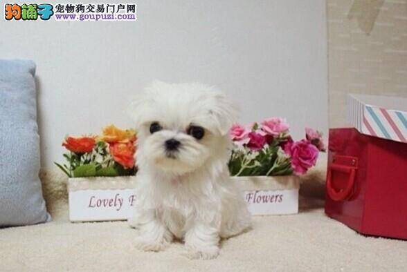 马尔济斯犬吃完驱虫药拉虫子是正常反应吗