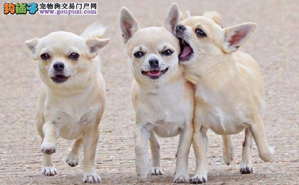 三种最受欢迎的小型玩赏犬介绍