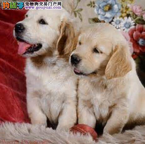 金毛犬的身体状况出现问题时通常会有哪些表现