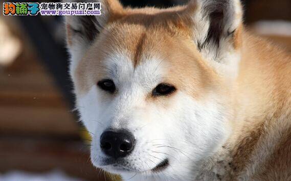 从细节看健康 健康的秋田犬体现在哪些部位上