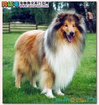 苏格兰牧羊犬吃了塑料袋有方法取出来吗 怎么办