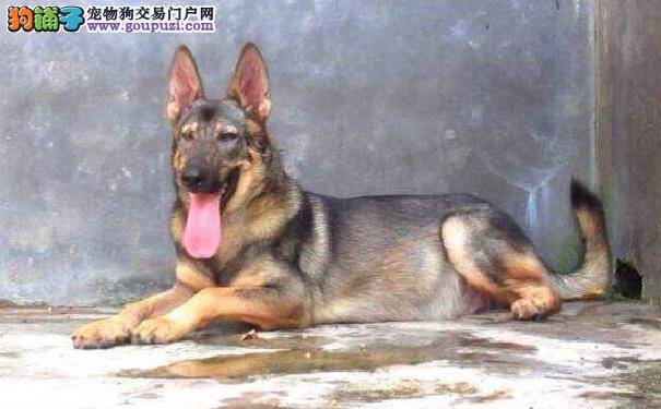 昆明犬呕吐是怎么回事 昆明犬呕吐的治疗方法