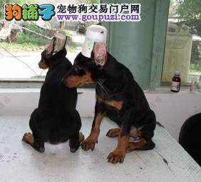 怎样让杜宾犬每天都干干净净的