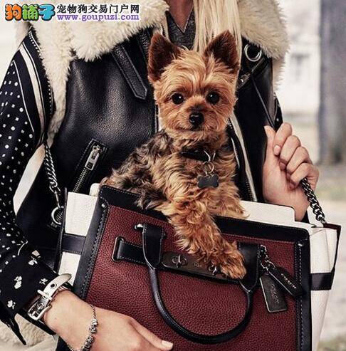 模特米兰达·可儿与爱犬一起拍摄广告大片