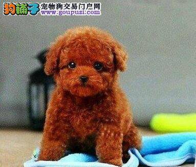 泰迪犬吃完驱虫药不爱吃狗粮 正常吗