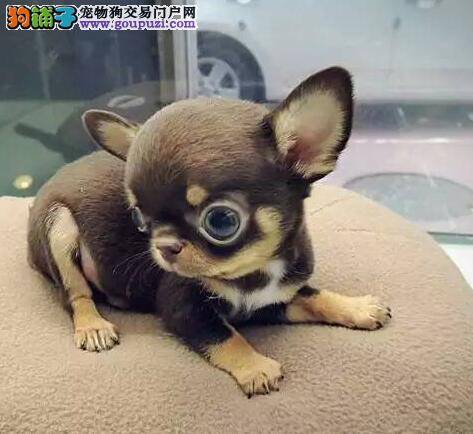 怎样判断吉娃娃是否是健康的狗狗