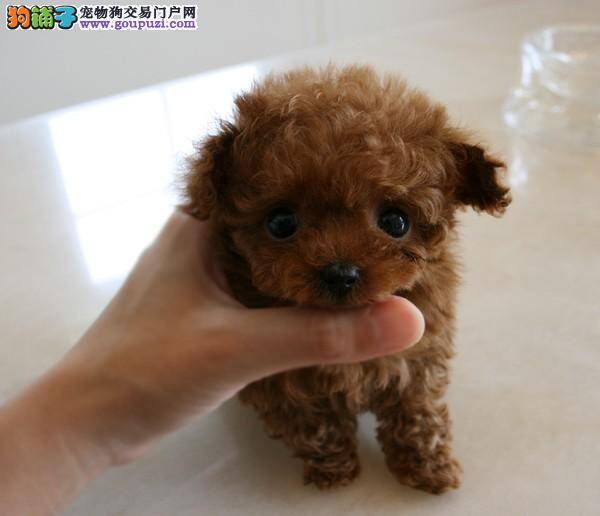 怎样给茶杯犬驱虫，求解答